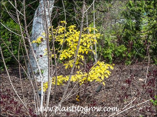 early spring
